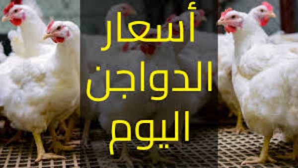 أسعار الفراخ اليوم: كم سعر البانيه والبيض؟
