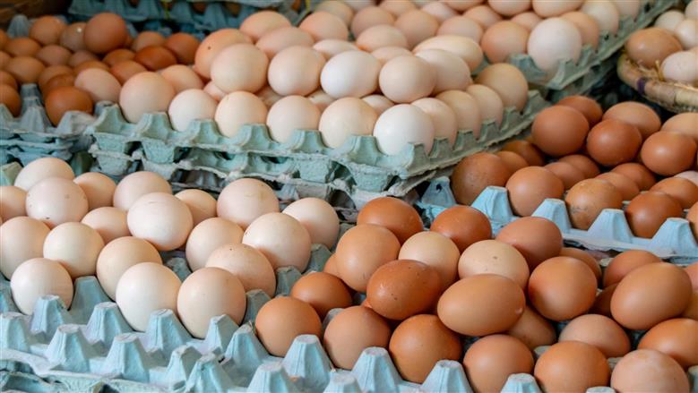 أسعار كرتونة البيض في سوق الدواجن اليوم الجمعة 21-11-2025