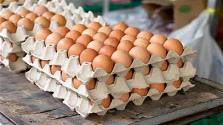 سعر كرتونة البيض في سوق الدواجن والأسواق اليوم الثلاثاء 25-11-2025