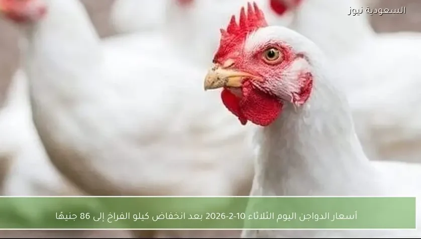 أسعار الدواجن اليوم الثلاثاء 10-2-2026 بعد انخفاض كيلو الفراخ إلى 86 جنيهًا