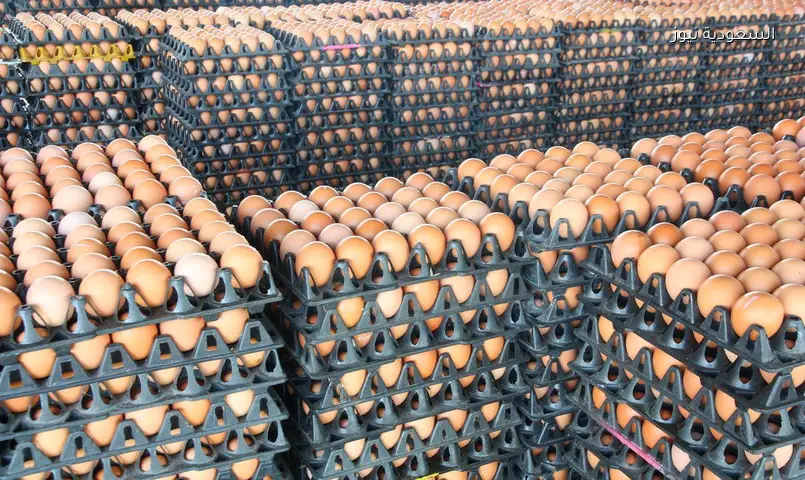 سعر كرتونة البيض اليوم الإثنين 1 يونيو 2026 في الأسواق للمستهلك والجملة